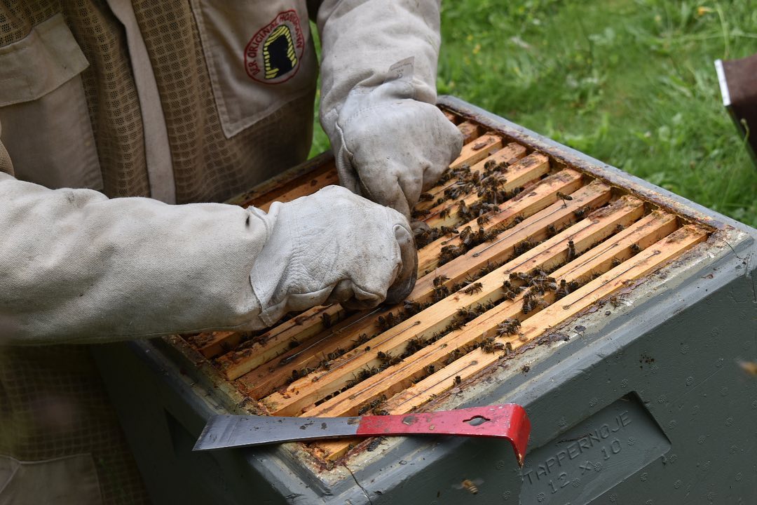 Zuumm'erdag med bierne og HONNING-kagetapas i teltet